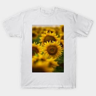 Sunflowers in closeup at sunset T-Shirt